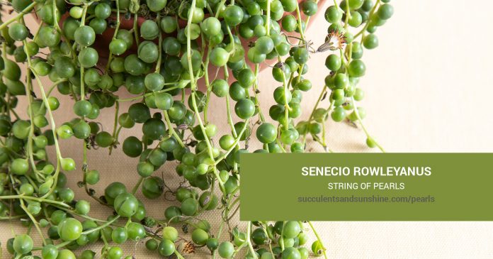 Senecio rowleyanus String of Pearls care and propagation information