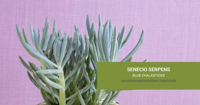 Senecio serpens Blue Chalksticks care and propagation information