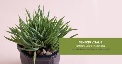 Senecio vitalis Blue Chalkfingers care and propagation information