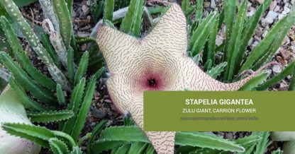 Stapelia gigantea care and propagation information