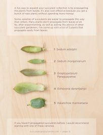 Succulents to propagate via leaves