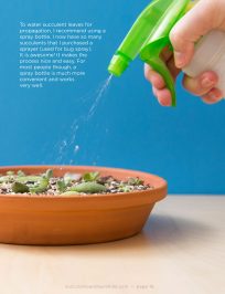 Watering Succulent Leaves for Propagation