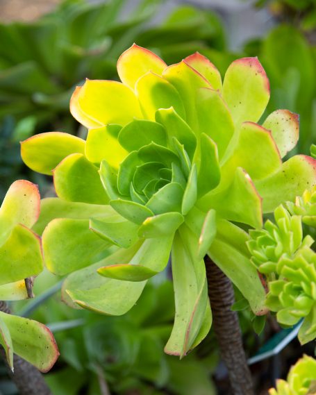 backlit aenoium canariensis summer dormant succulent