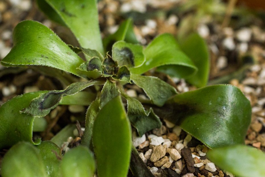 aeonium frost damage