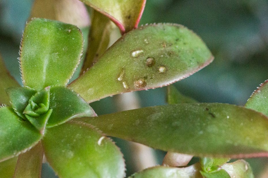 aeonium kiwi frost damage