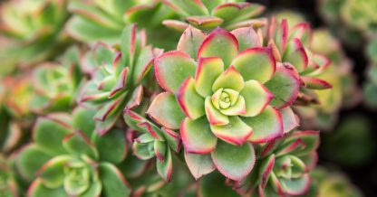 bright pink edges aeonium kiwi