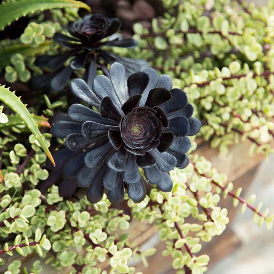 aeonium zwartkop portulacaria afra variegata outside