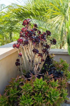 jeanne meadows succulent cacti colorful garden