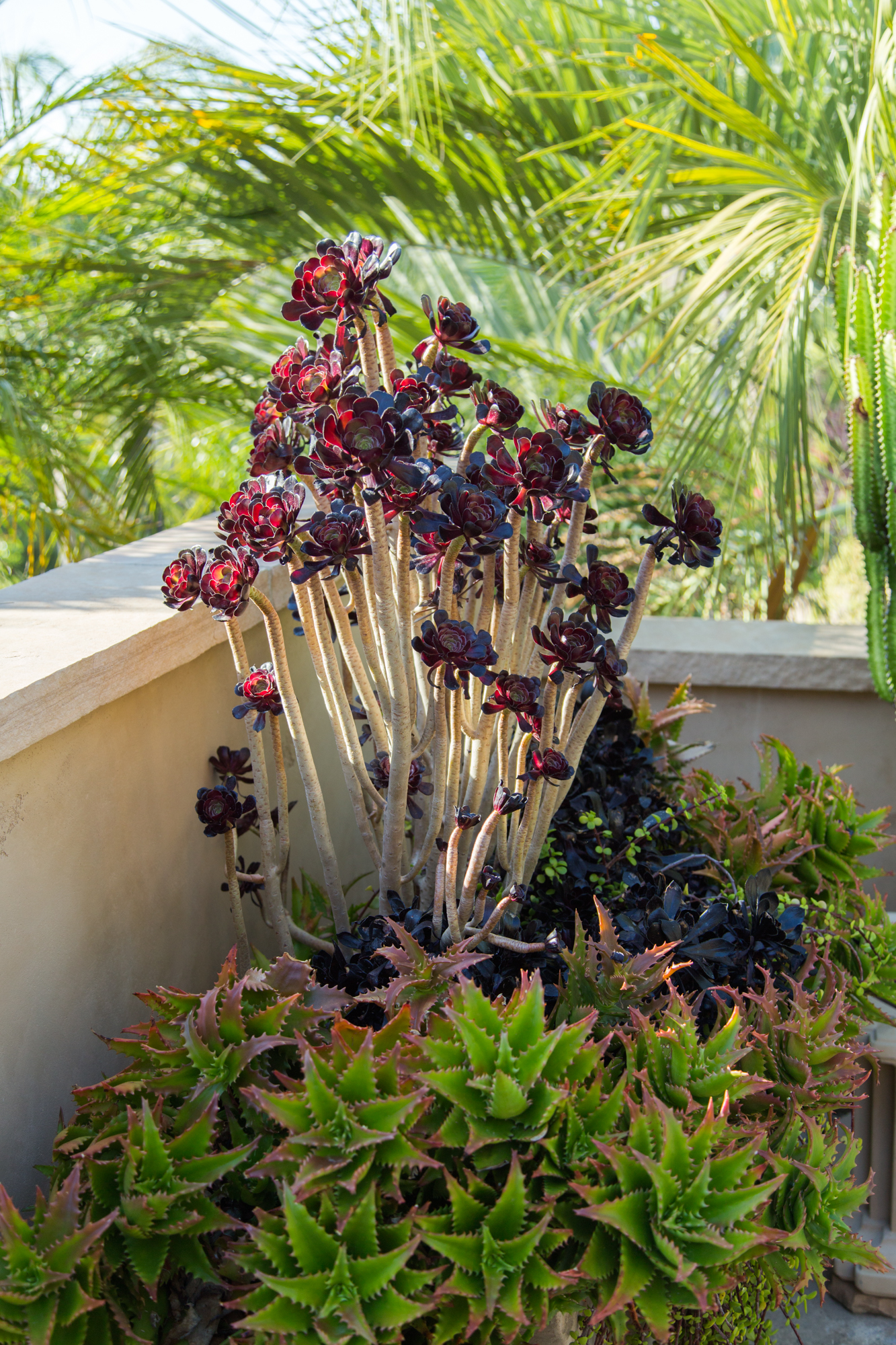 jeanne meadows succulent cacti colorful garden