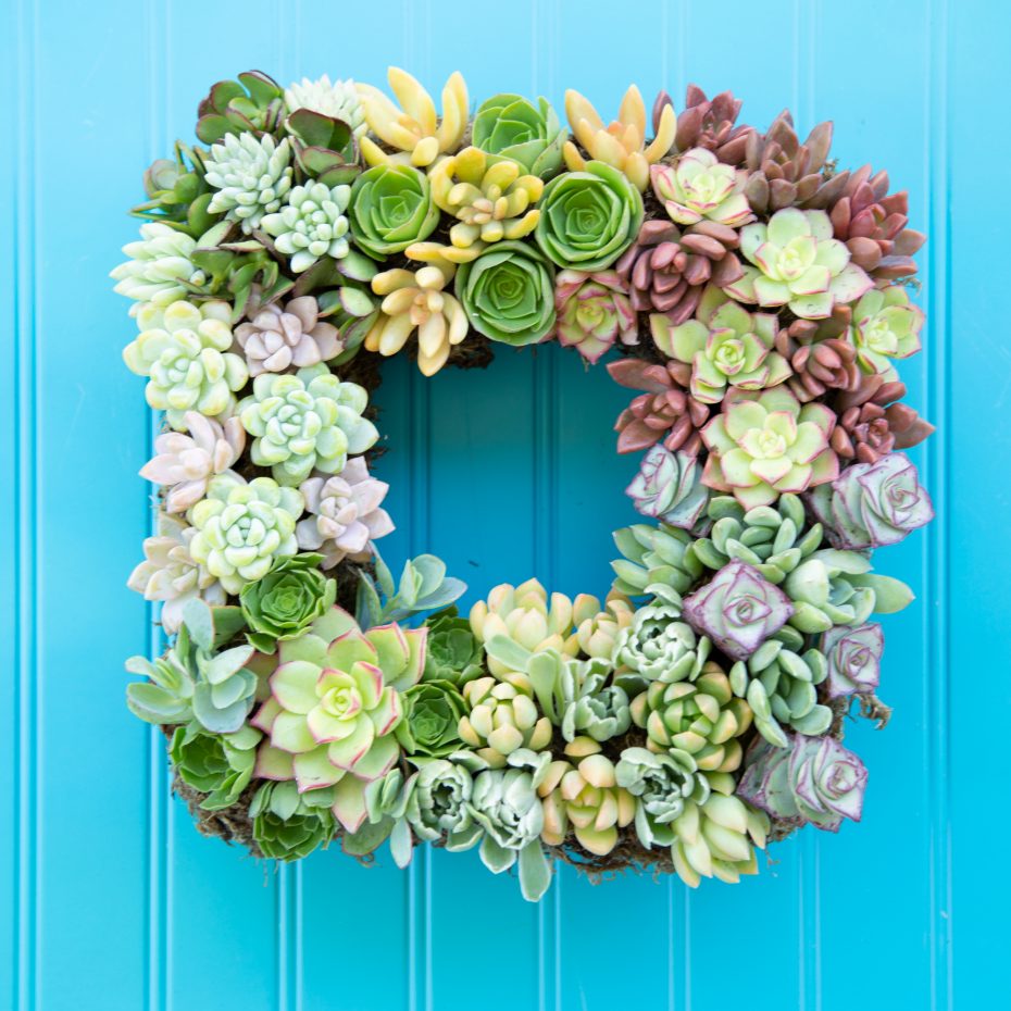 after succulent wreath