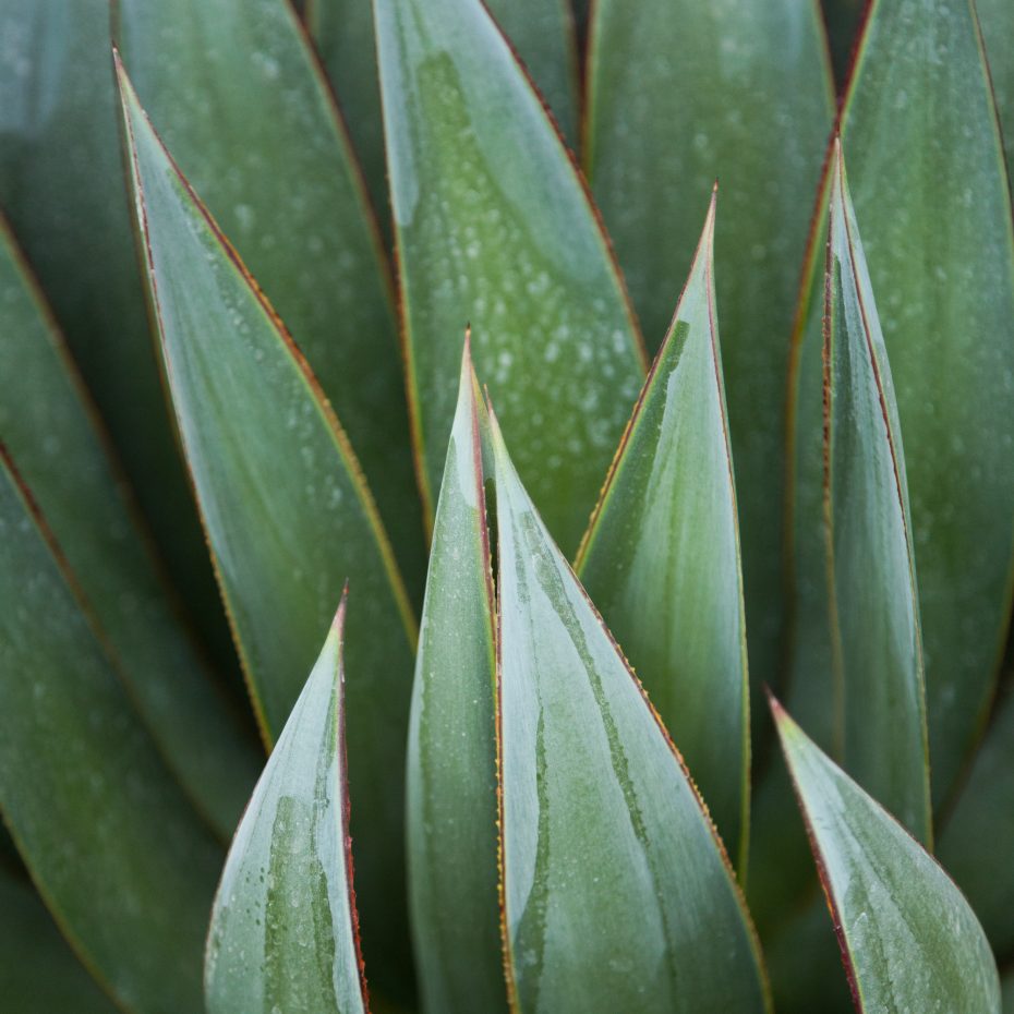 close up agave blue glow leaves