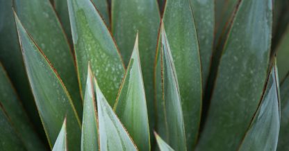 agave blue glow leaves close up