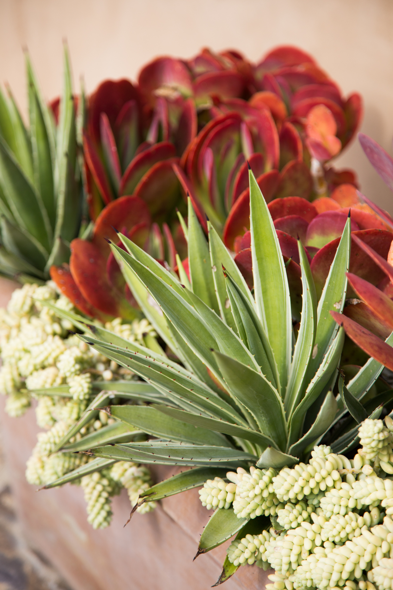 agave kalanchoe sedum