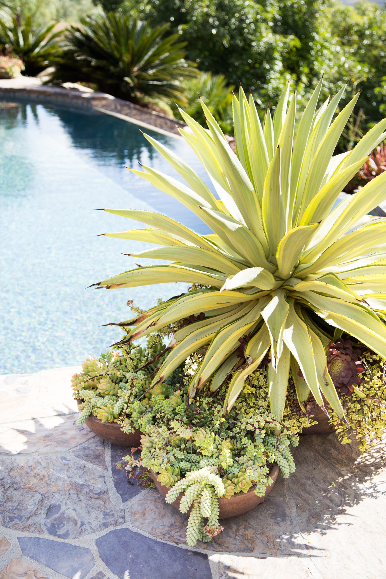 agave sedums poolside succulents