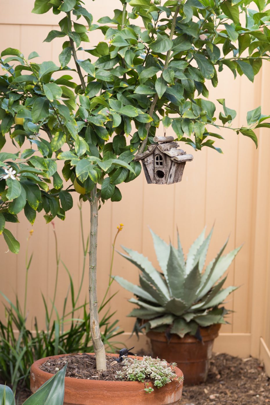 wood birdhouse in lemon tree with agave potted