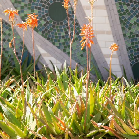 orange flowers aloe summer dormant succulent