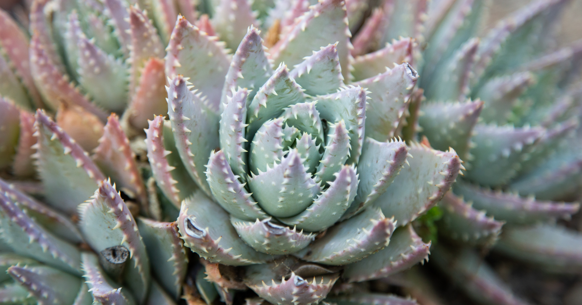 purple green blue teal aloe brevifolia