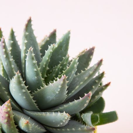 aloe brevifolia pink background