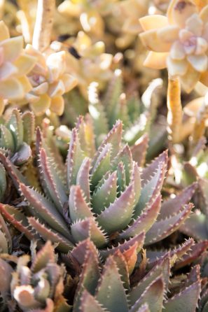 aloe brevifolia pink purple