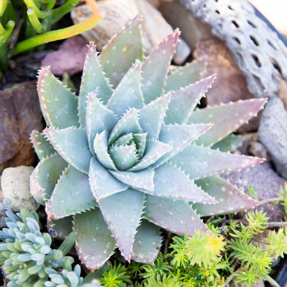 aloe brevifolia sedum