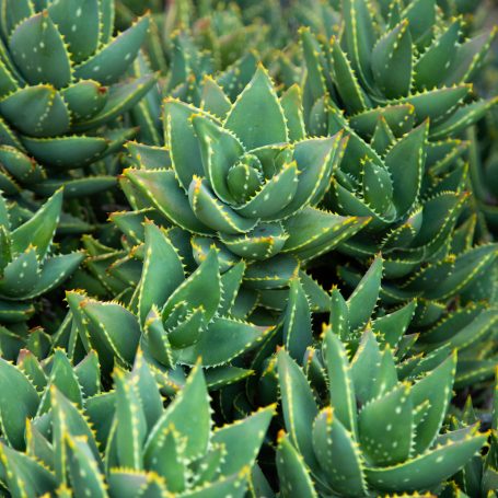 cluster Aloe perfoliata mitre summer dormant