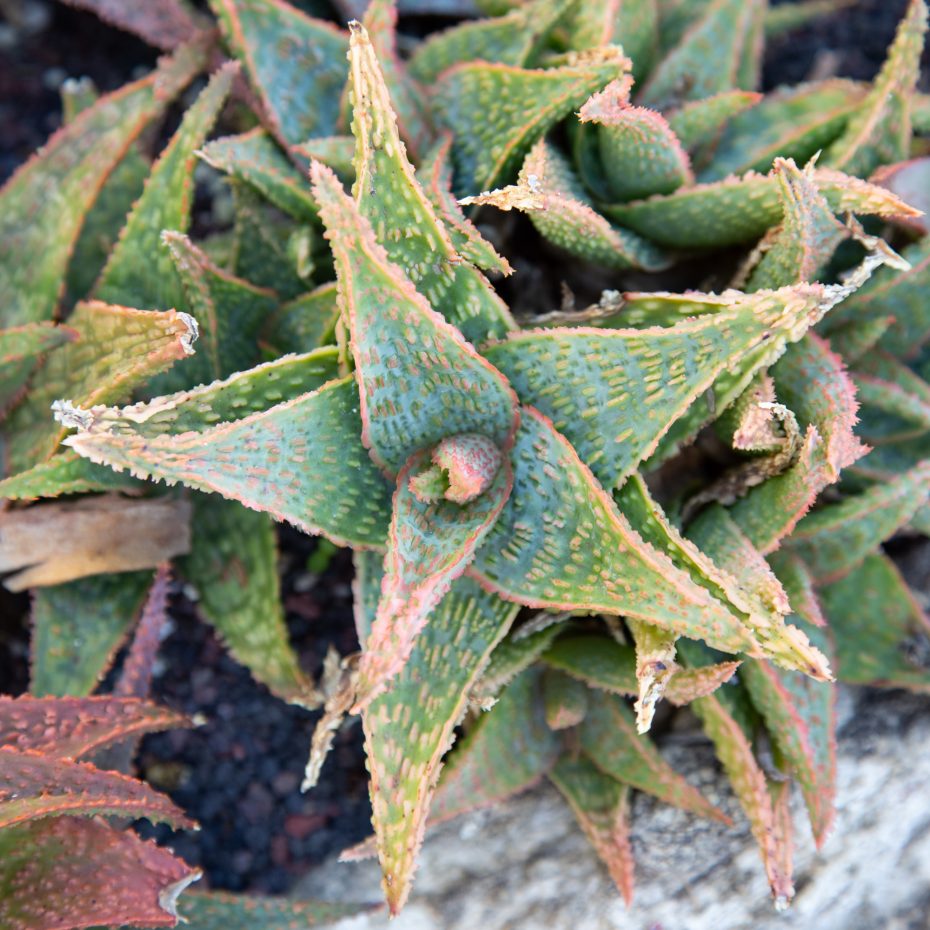 aloe sherman gardens