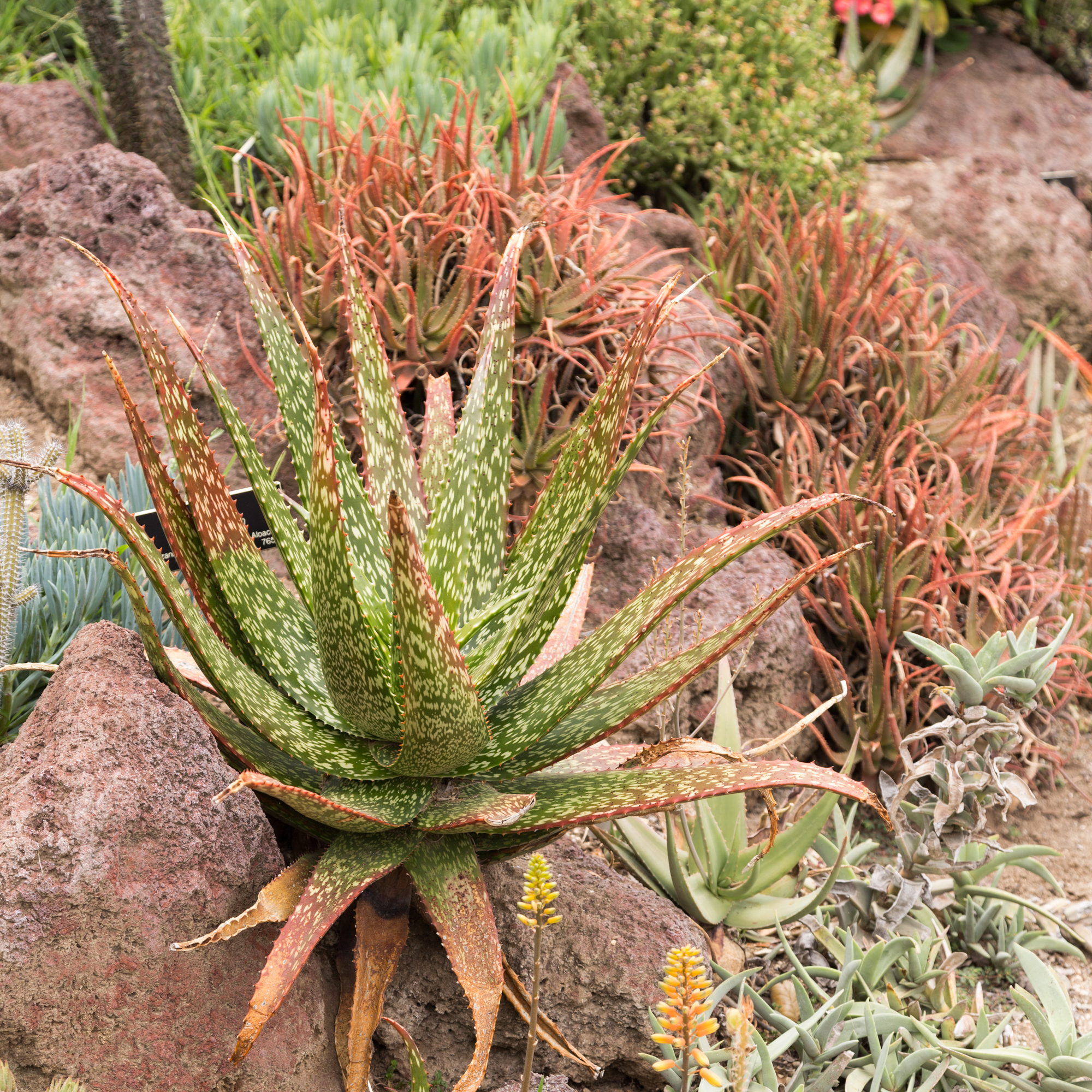 aloe vera huntington gardens