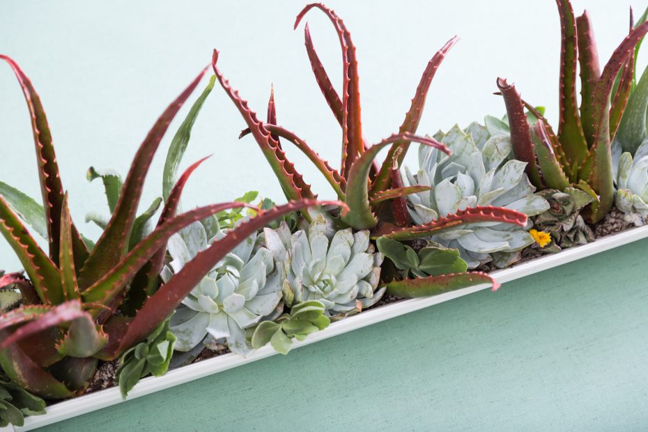 aloe cameronii echeveria peacockii succulent cuttings rain gutter planter