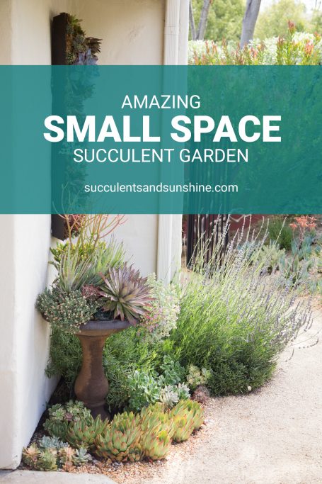 stunning small space succulent garden escondido california