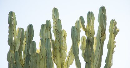 poisonous succulents tips stay safe euphorbia