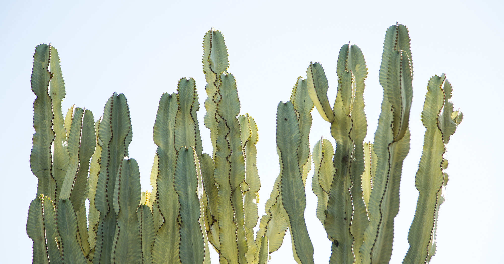 poisonous succulents tips stay safe euphorbia