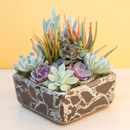 design tips bright colored succulent arrangement height texture