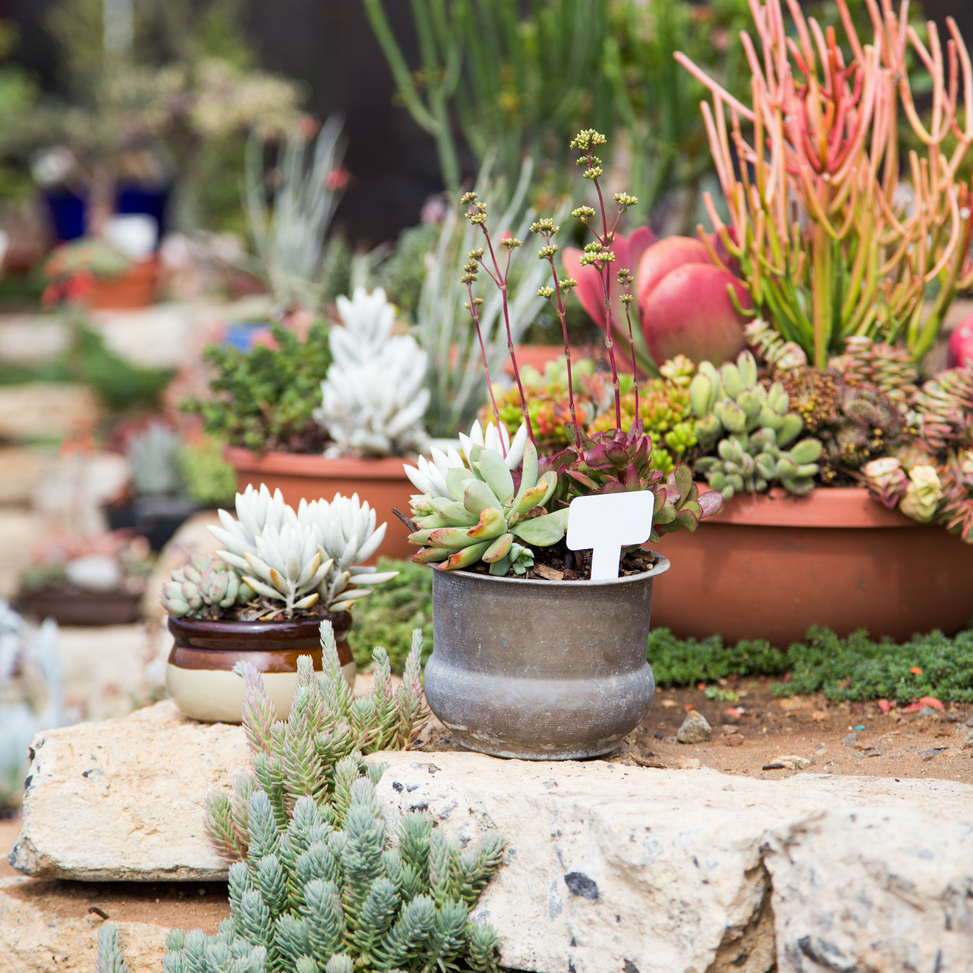 arrangements at waterwise botanicals