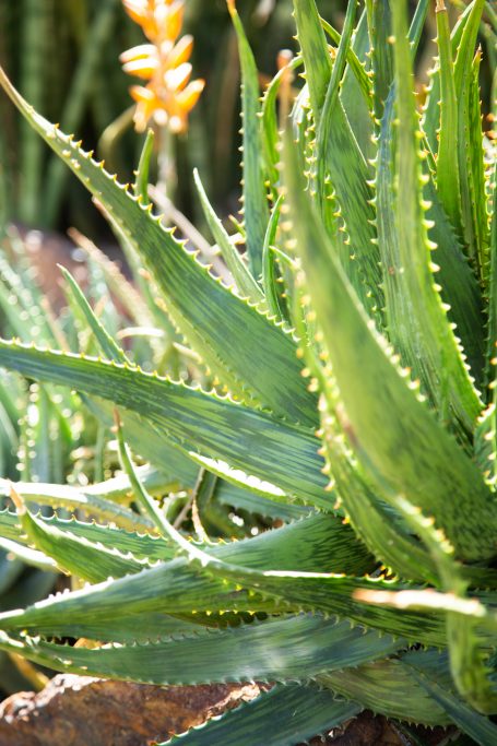 aloe striped unique markings leaves desert botanical garden phoenix arizona