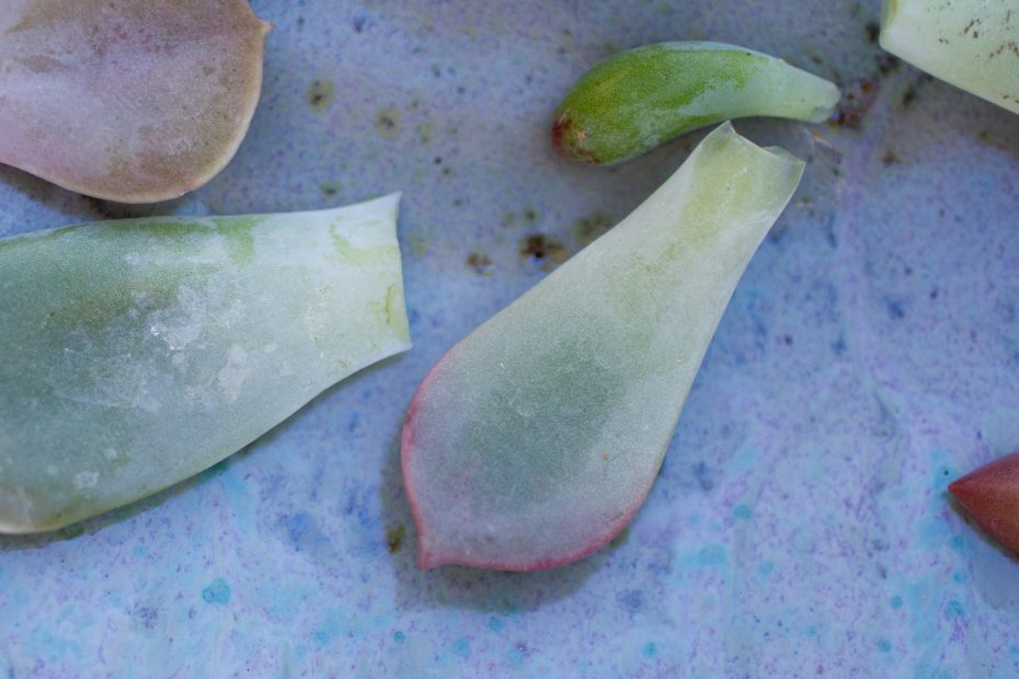 poorly removed leaves from succulents for propagation