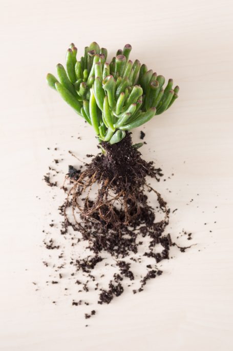 gollum jade bare root removed organic soil replanting