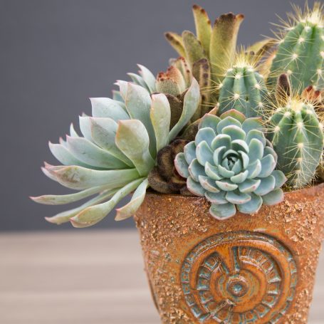 beautiful cacti succulent arrangement planting