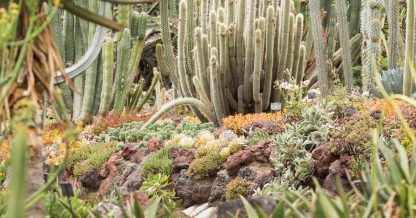 beautiful huntington gardens succulents