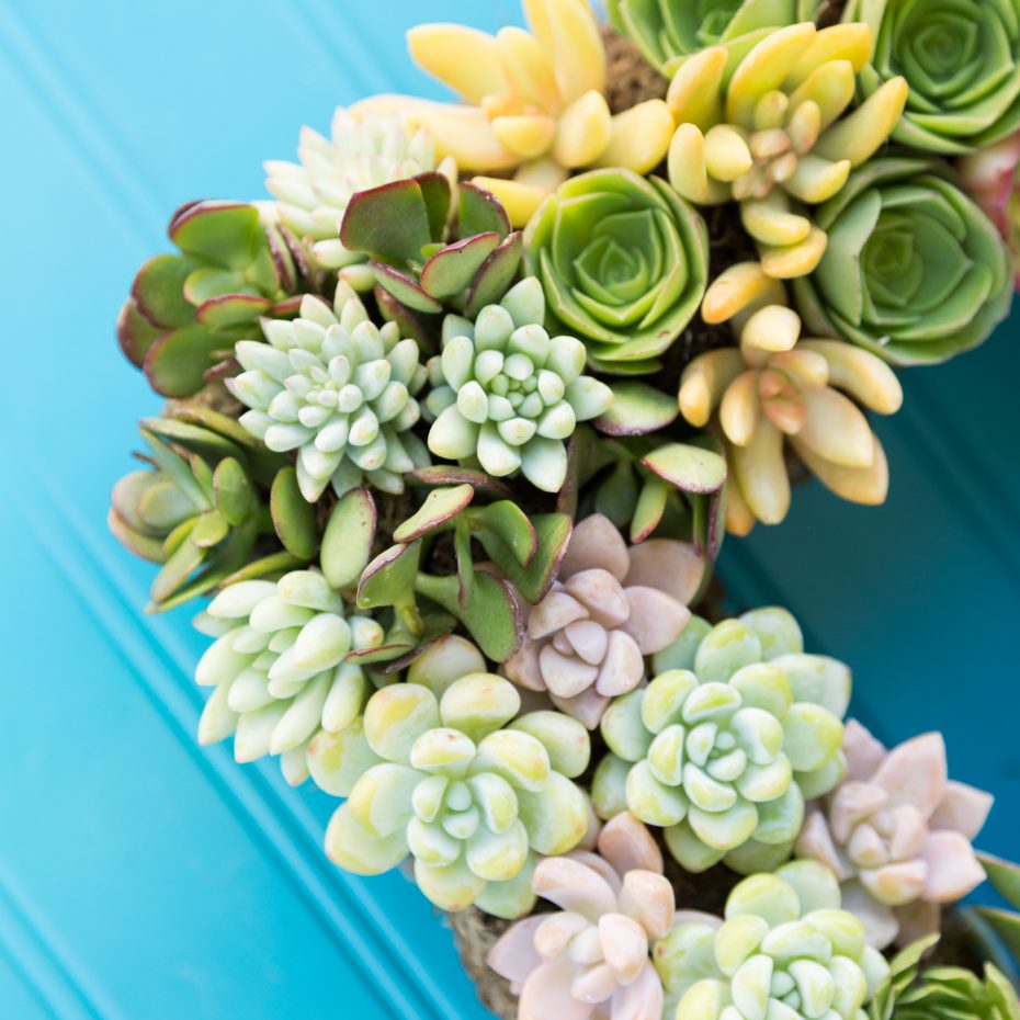 beautiful succulent wreath