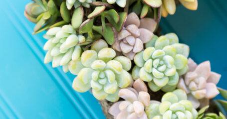 beautiful succulent wreath e1691633367266