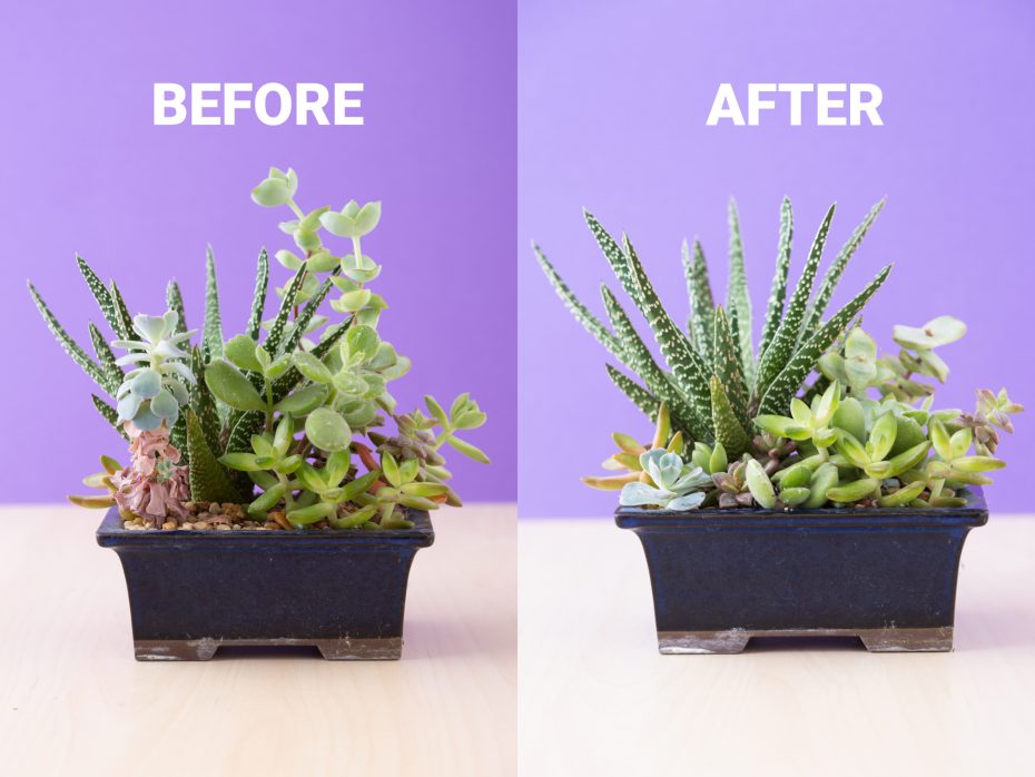 succulent arrangement before and after pruning