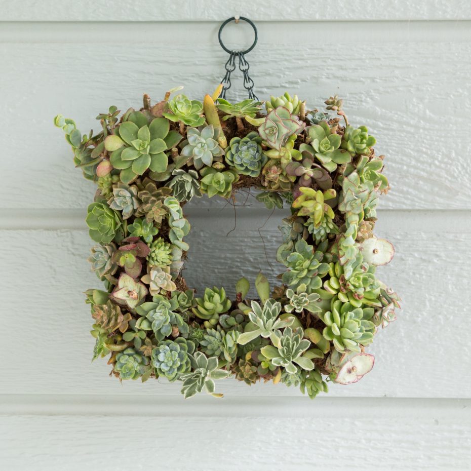 before succulent wreath