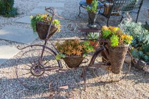 bicycle yard decor succulents