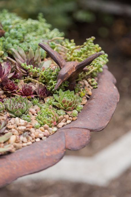 cast iron bird bath succulent planter sedum sempervivum