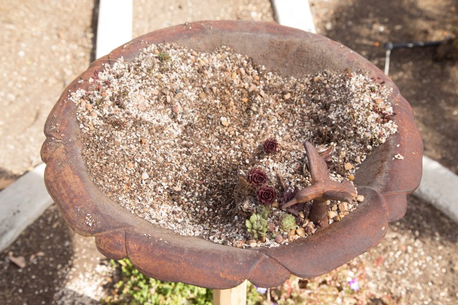 removing soil from bird bath planter succulents