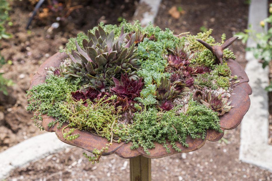 hens and chicks cold hardy succulents bird bath planter tutorial