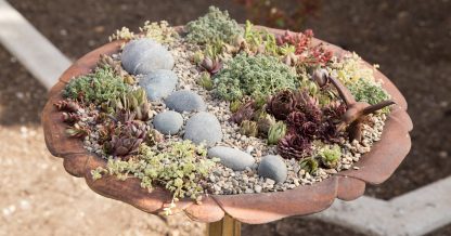 bird bath lots of succulents planter cold hardy sedum sempervivum river rock