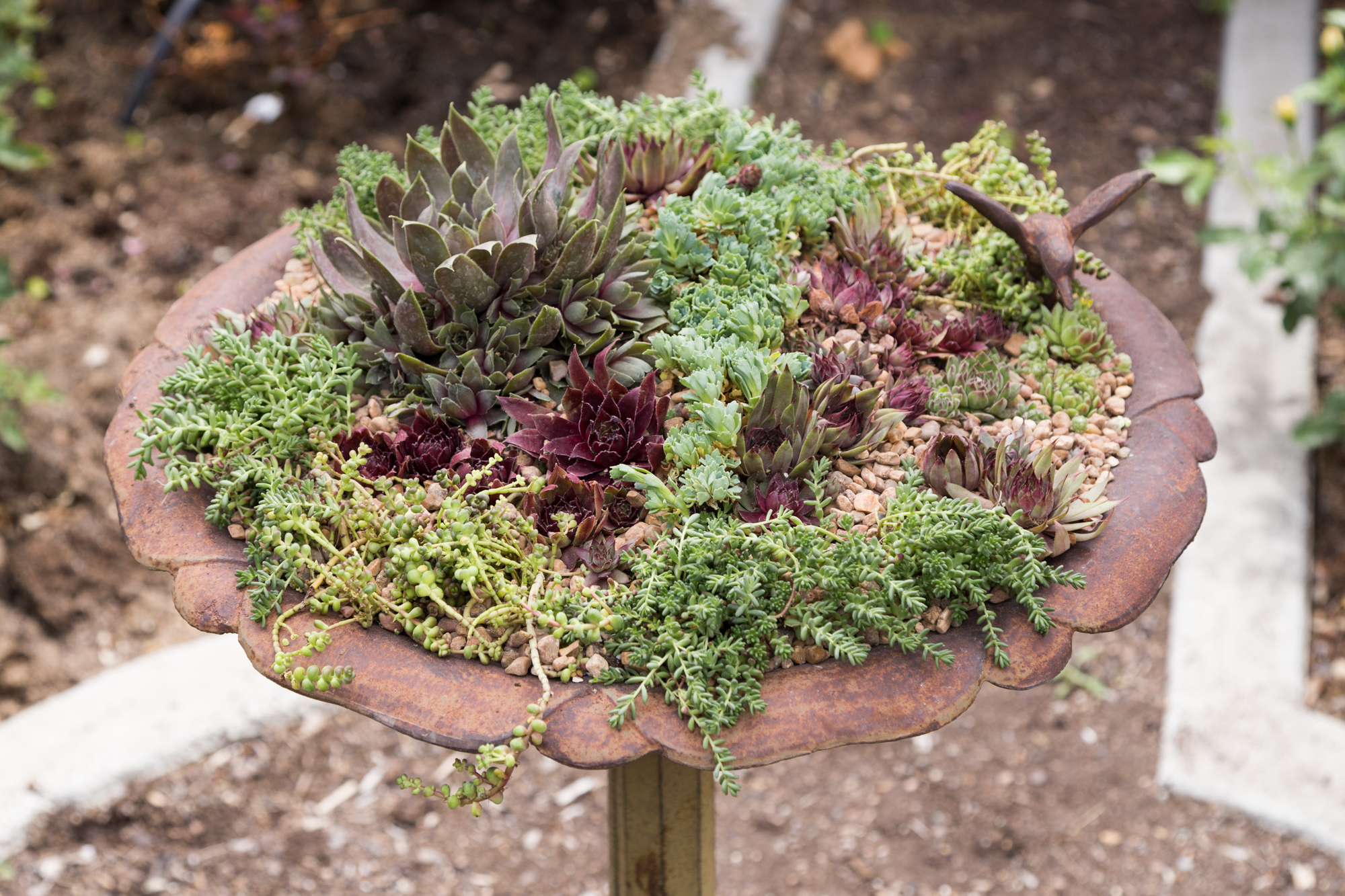 sempervivum succulents sedums cold hardy top dressing bird bath