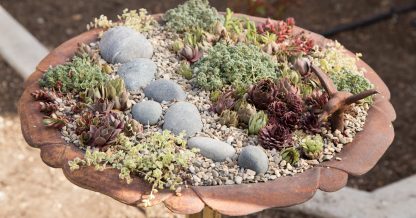 bird bath planter filled with sempervivums sedums rocks