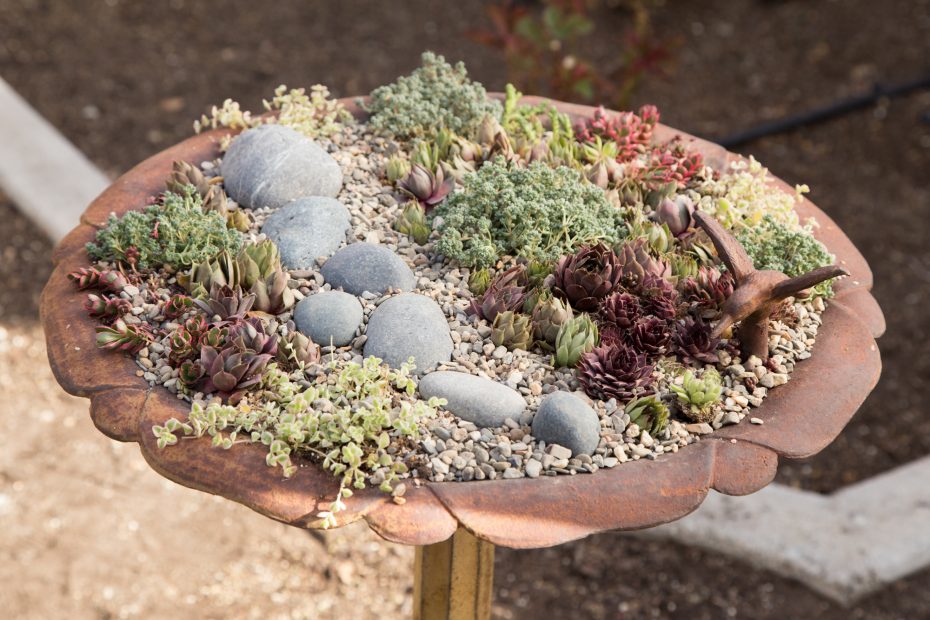 bird bath planter filled with sempervivums sedums rocks